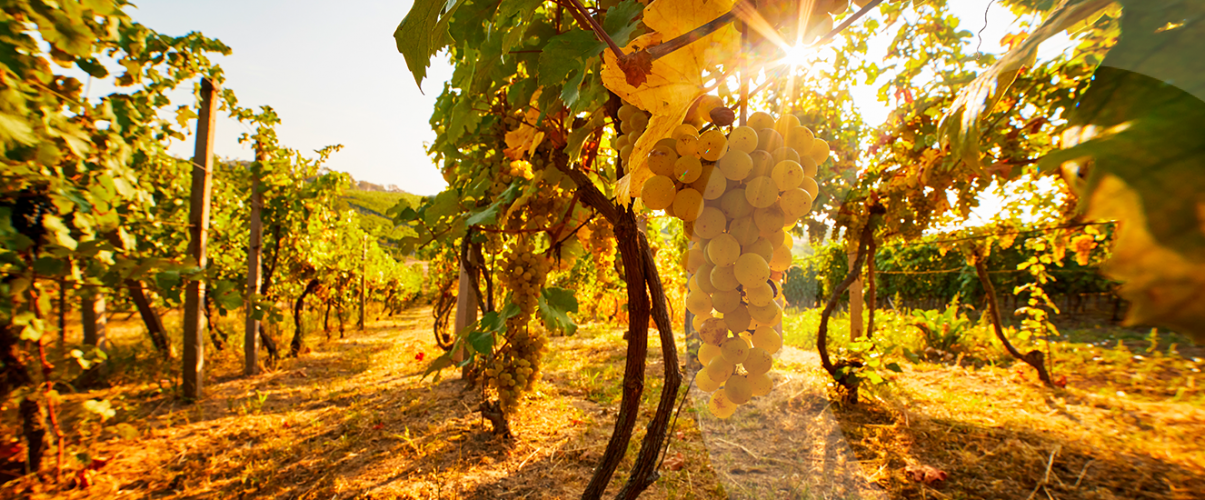 Le chemin des vins